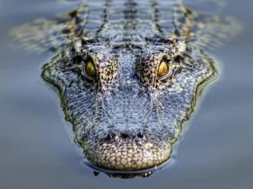 malware crocodilus