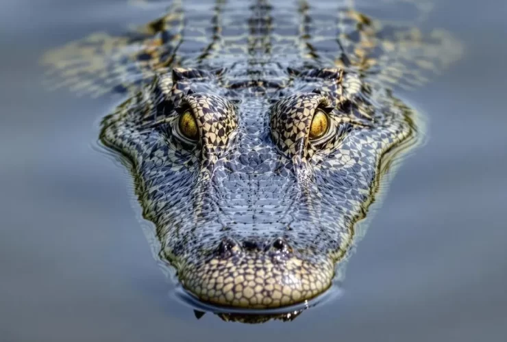 malware crocodilus