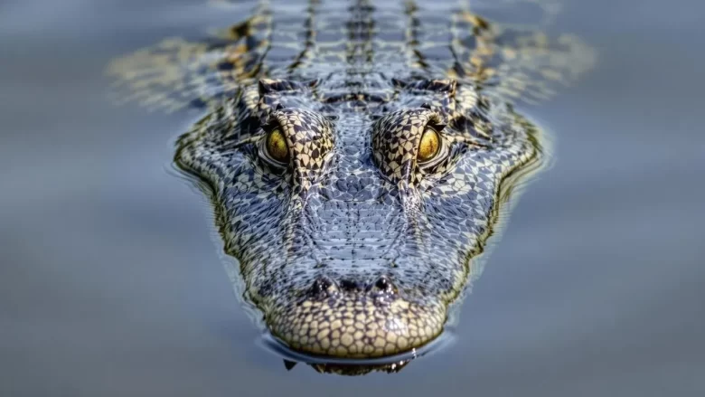 malware crocodilus
